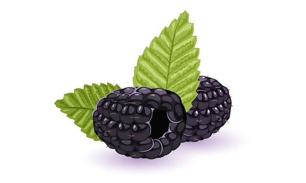 Vector dewberries or blackberries illustration