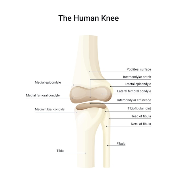 Diagram anatomy of human knee vector