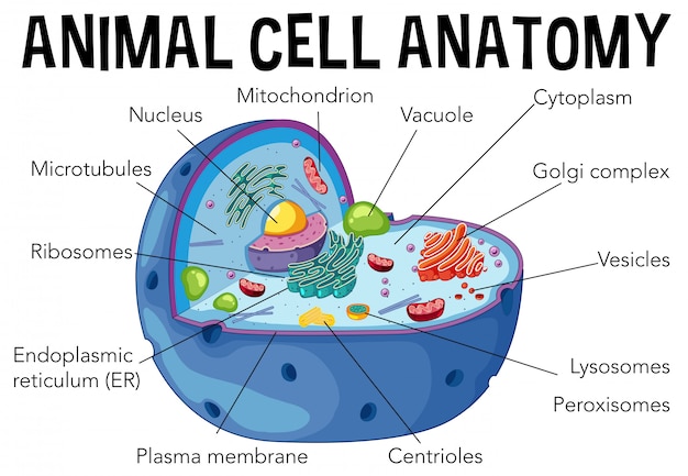 Vector diagram of animal cell anatomy