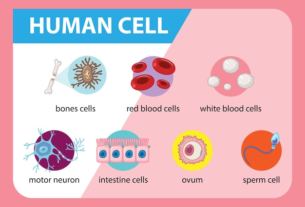 Diagram of human cell for education