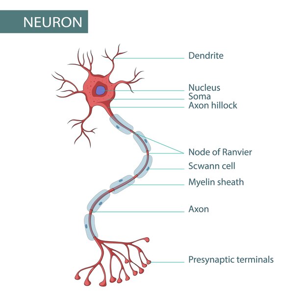 Vector diagram of neuron anatomy vector illustration