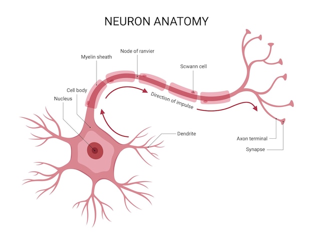 Vector diagram of neuron anatomy