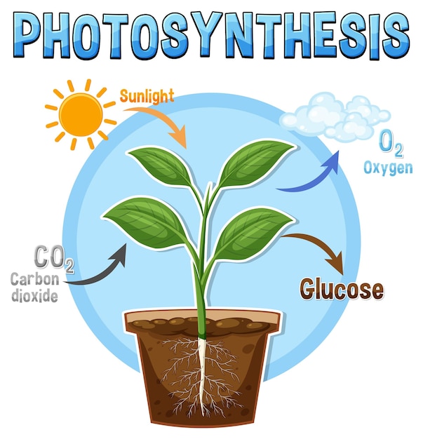 Diagram of Photosynthesis for biology and life science education