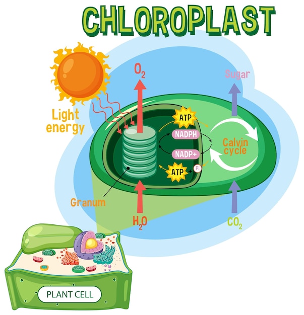 Vector diagram of photosynthesis for biology and life science education