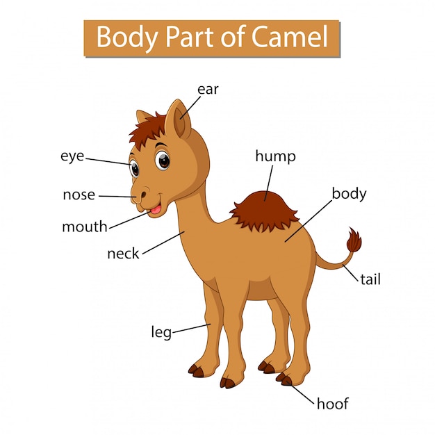 Diagram showing body part of camel