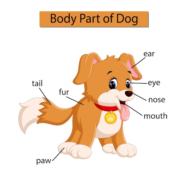 Diagram showing body part of dog