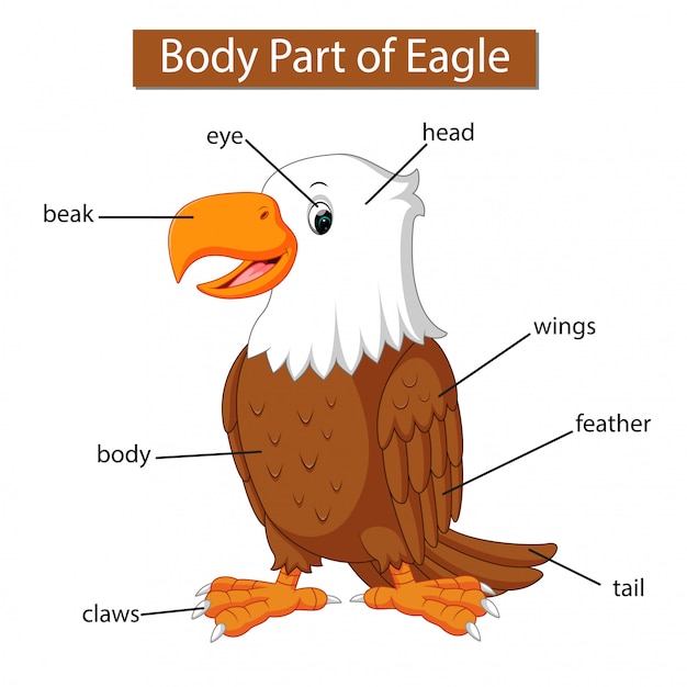 Diagram showing body part of eagle