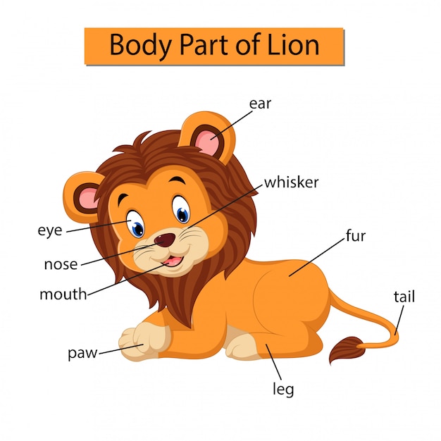 Diagram showing body part of lion