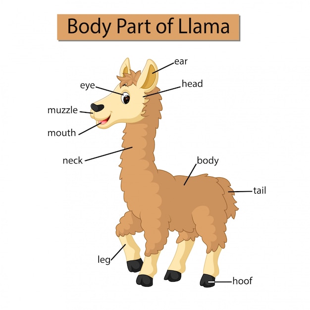 Diagram showing body part of Llama