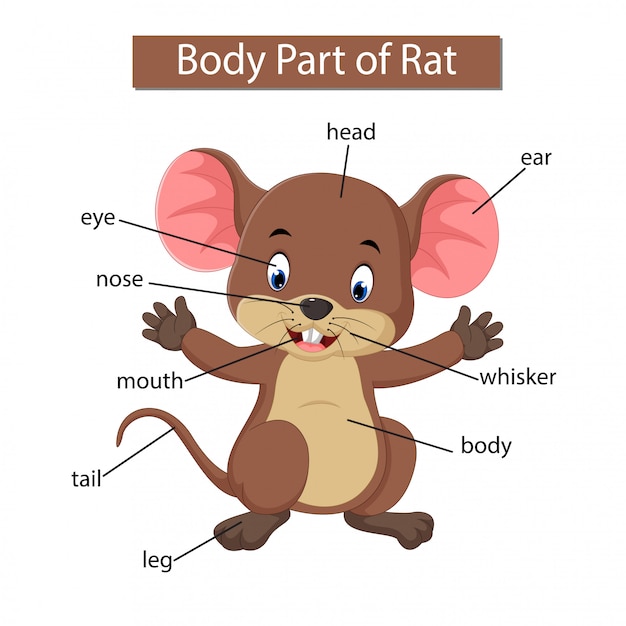 Diagram showing body part of rat