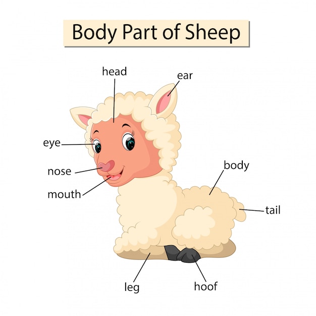 Diagram showing body part of sheep