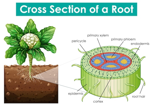 Diagram showing cross section of a root