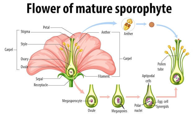 Diagram showing flower of mature sporophyte