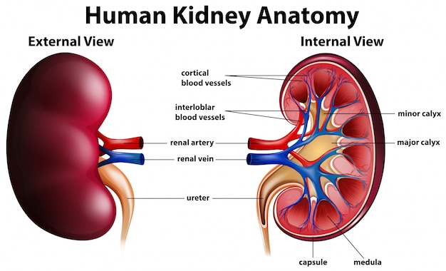 Diagram showing human kidney anatomy