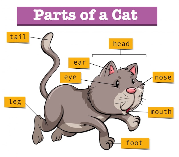 Diagram showing parts of cat