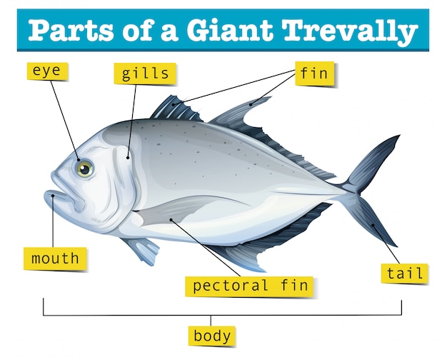 Diagram showing parts of giant trevally