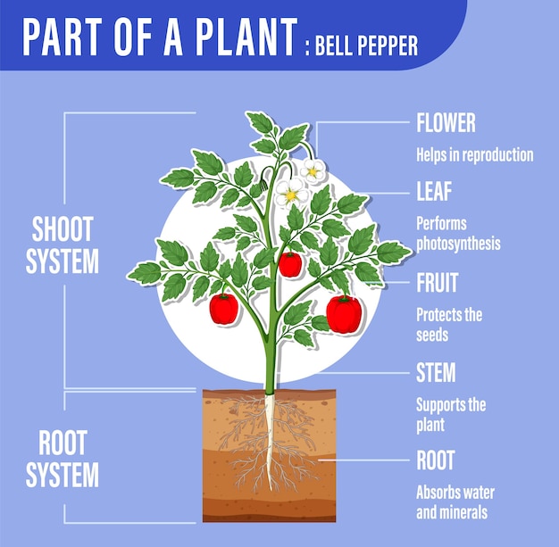 Diagram showing parts of a plant