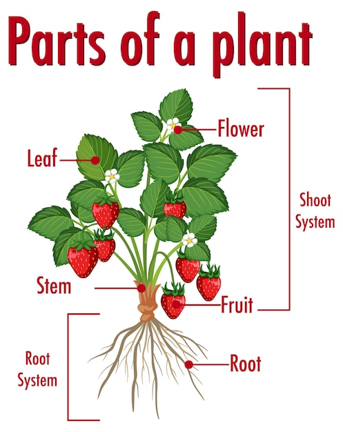 Diagram showing parts of a plant