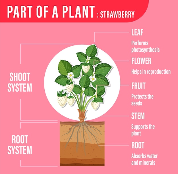 Diagram showing parts of a plant