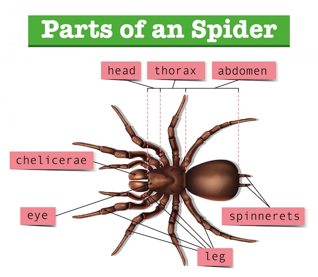 Diagram showing parts of spider