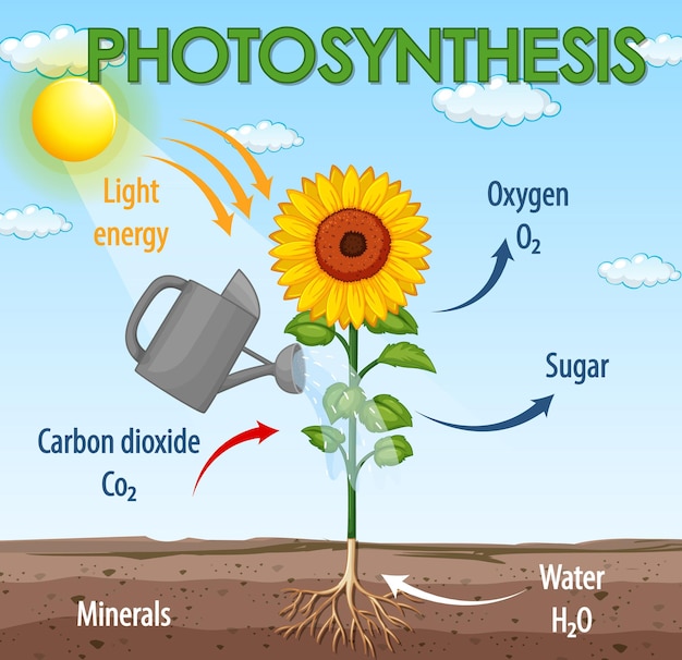 Diagram showing process of photosynthesis in plant