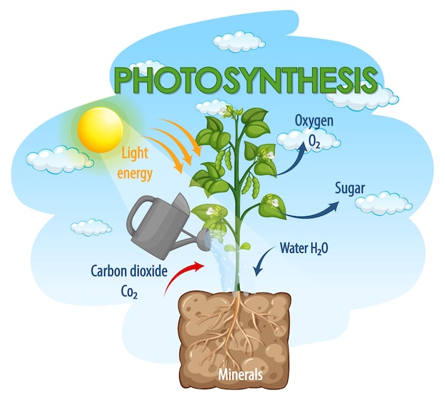 Diagram showing process of photosynthesis in plant