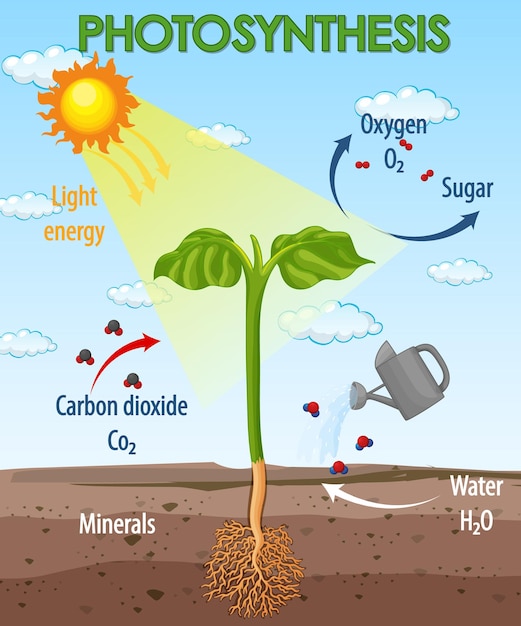 Diagram showing process of photosynthesis in plant