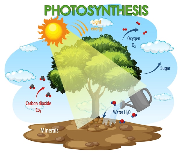 Diagram showing process of photosynthesis in plant