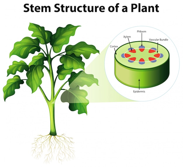 Diagram showing stem structure of a plant