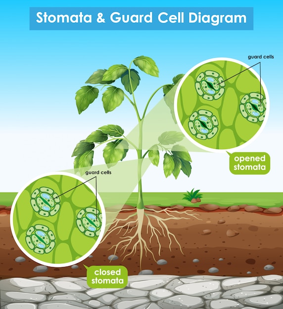 Diagram showing stomata and guard cell