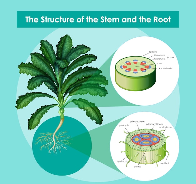 Diagram showing the structure of the stem and the root