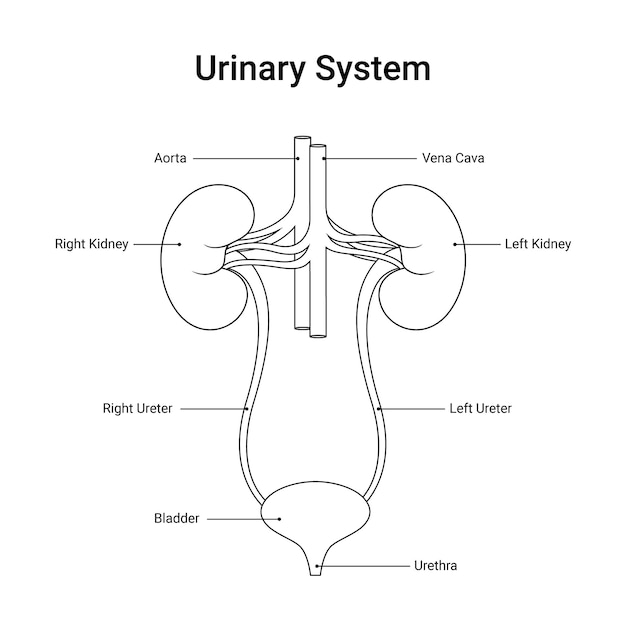 Vector diagram of urinary system human in line style