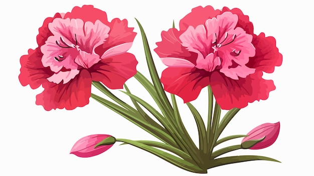 Dianthus Barbatus Flower Clipart Isolated Vector