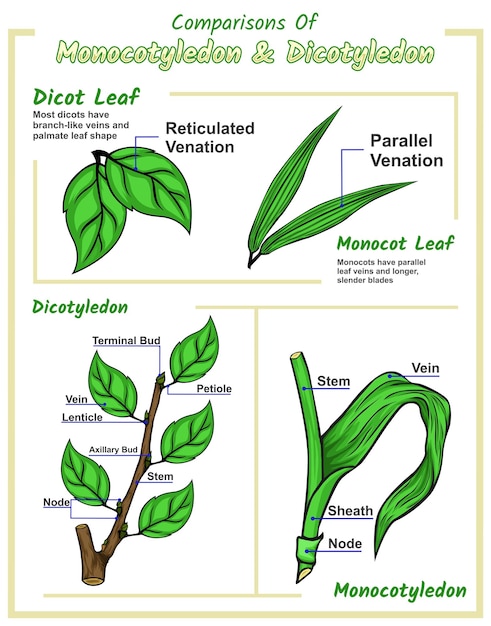 Dicot leaf and monocot leaf