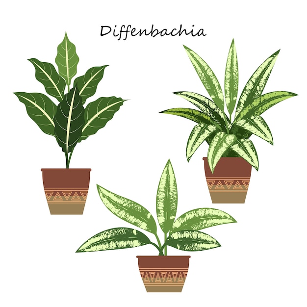 Dieffenbachia houseplant