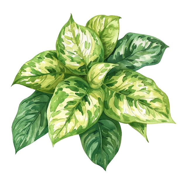 diffenbachia leaves vector illustration in watercolour style