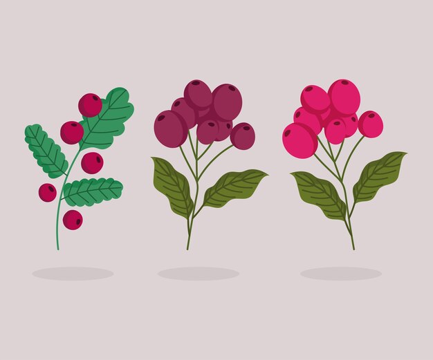 Vector different banch trees with coffee seeds cartoon