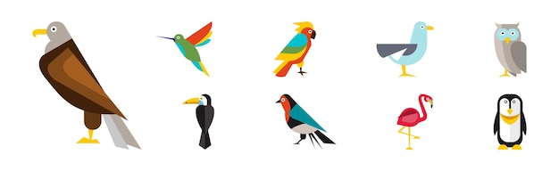 Different birds and avians as feathered flying creature vector set