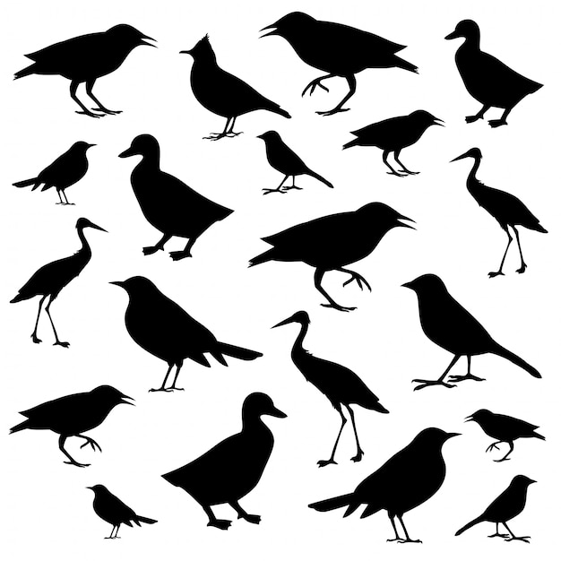 Different birds icons silhouettes isolated