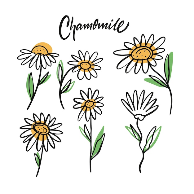 Different chamomile set hand drawn colorful clipart