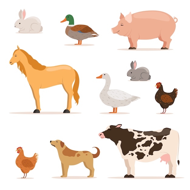 Different domestic animals on farm