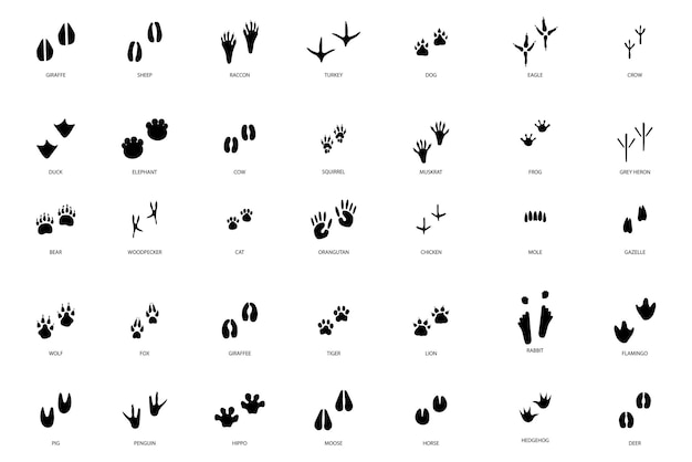 Vector different footprint traces. footprint step traces animals. vector illustration.