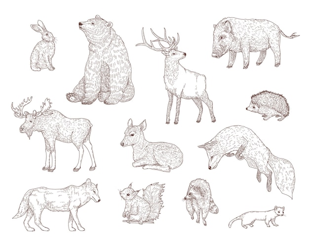 Vector different forest animals engraved illustrations set