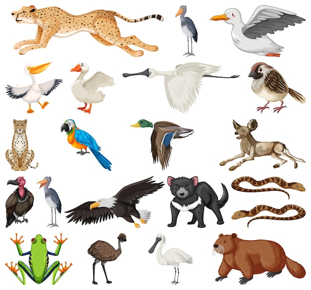 Different kinds of animals collection