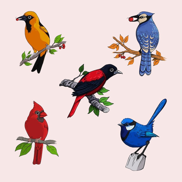 Vector different kinds of birds collection