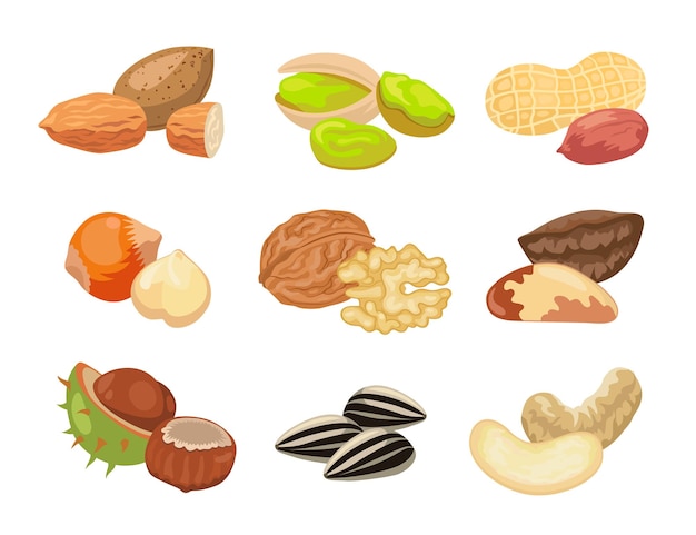 Different kinds of nuts illustrations set. Collection of drawings with almond, hazelnut, pistachio, cashew, sunflower seeds, peanut, walnut isolated on white