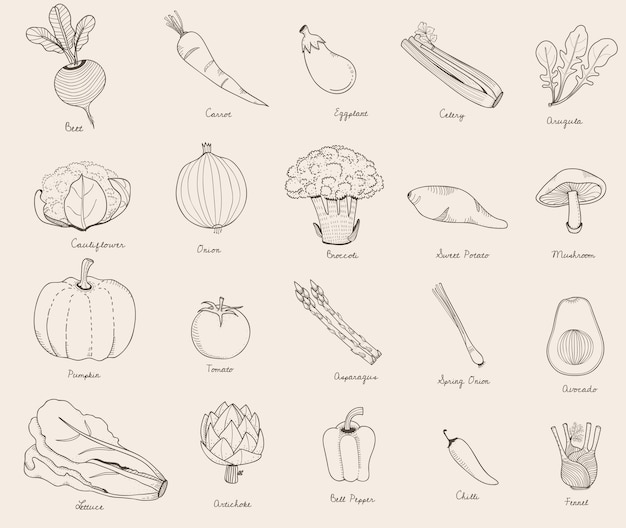 Different kinds of vegetables