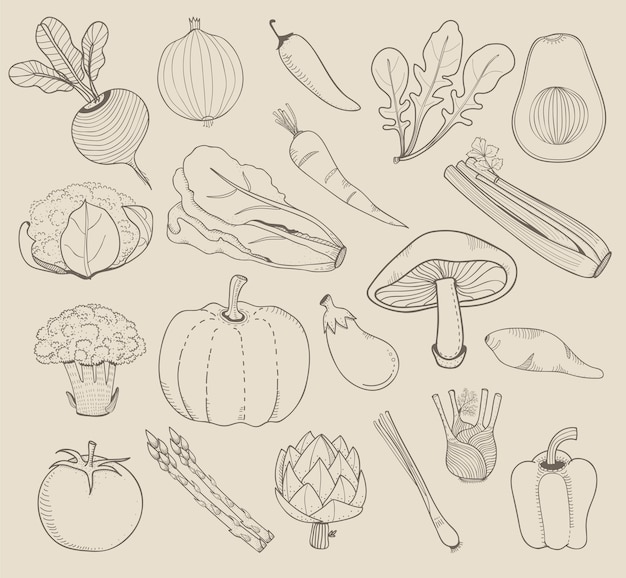 Different kinds of vegetables