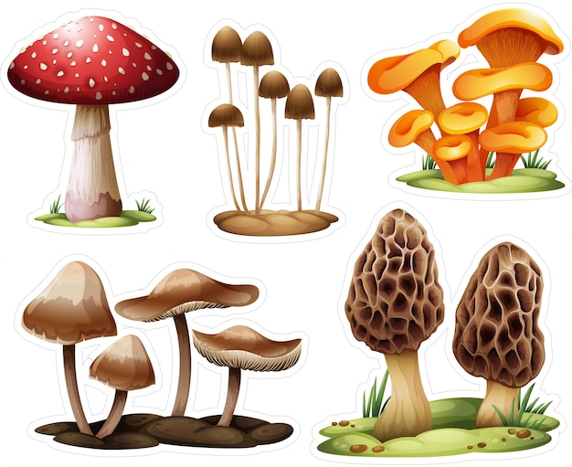 Different mushrooms collection