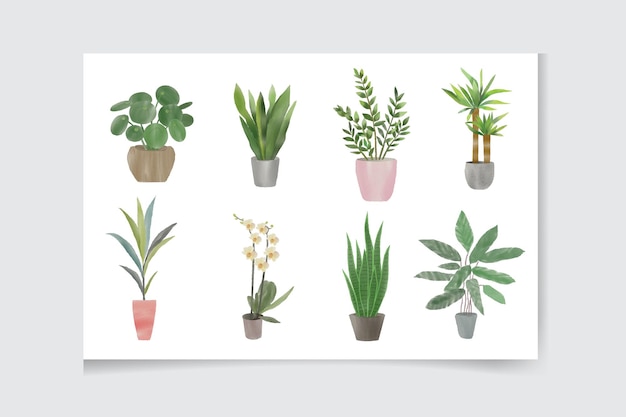 Different potted houseplants watercolor vector illustrations set. indoor flowers